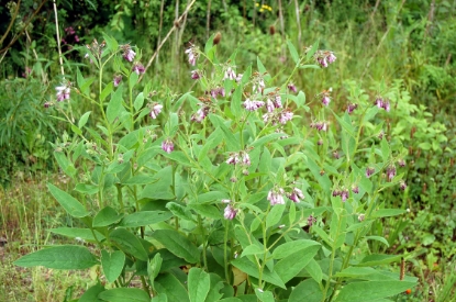 Picture of Herb Comfrey